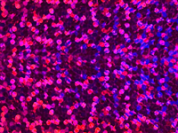 1 mt. of HS FOIL FUCSIA. SISER foil sheet