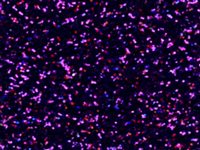 N°1 ROTOLINO 30x50 di GLITTER G0015 PURPLE.Rotolino termo trasferibile in vinile SISER